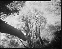 &copy; Thodoris Tzalavras - Pinhole